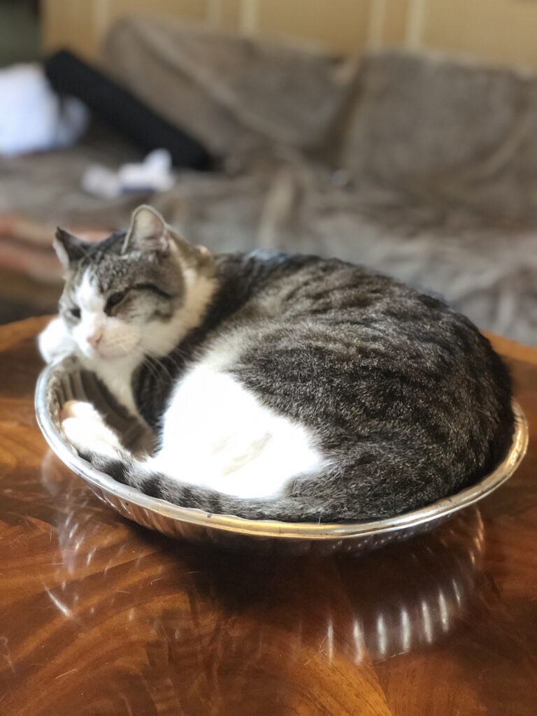 A gray and white cat is curled up and sleeping inside a round bowl on a wooden table.